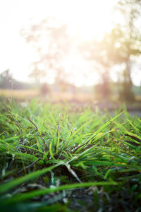 Close-up of grass growing on field