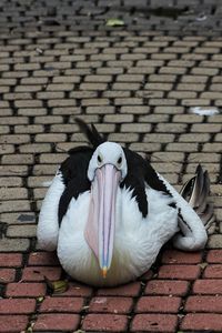 Close-up of pelican perching on cobblestone