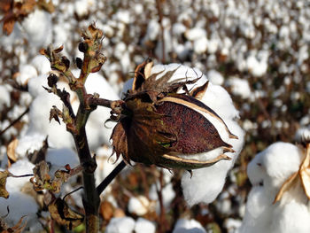 Close-up of lizard on snow