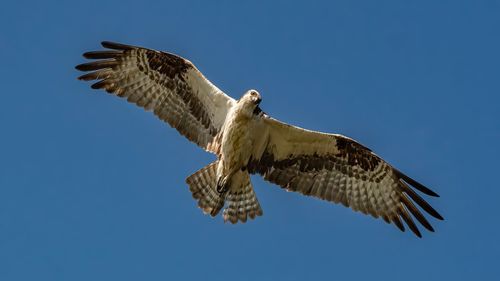 Low angle view of eagle flying against clear blue sky