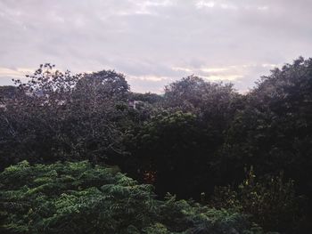 Close-up of plants against sky