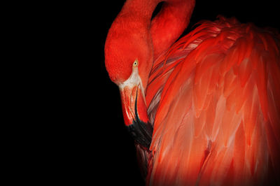 Close-up of red bird against black background