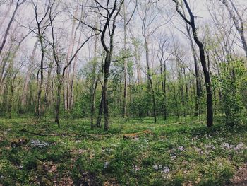 Trees growing in forest