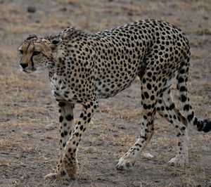 Cheetah on field