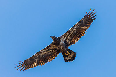 Low angle view of eagle flying in sky