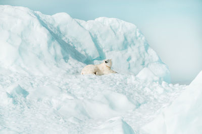 High angle view of an animal on snow covered landscape