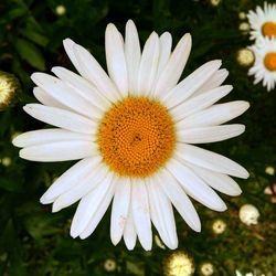 Close-up of white daisy flower