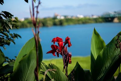 Close-up of red flowering plant