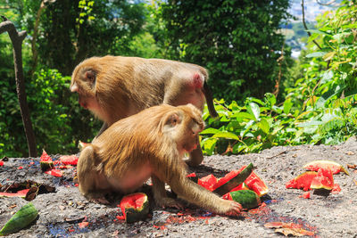 Monkey eating food on tree