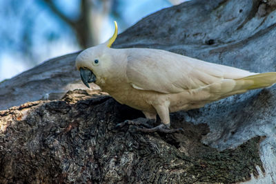 Close-up of cockatoo perching on tree