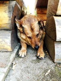 High angle view of dog resting