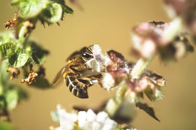 Close-up of bee pollinating on flower