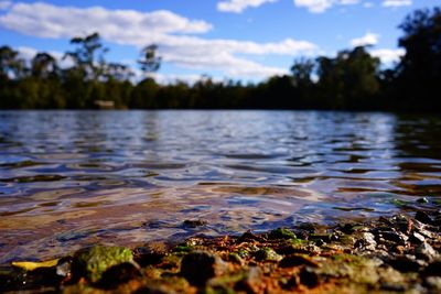 Surface level of calm lake against trees