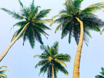 Low angle view of palm tree against clear sky