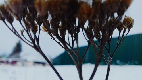 Close-up of horse in water against sky