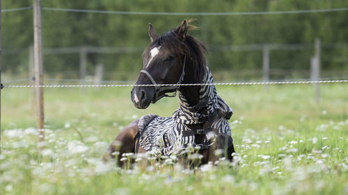 horse