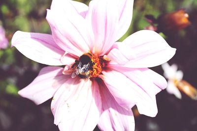 Close-up of pink flower