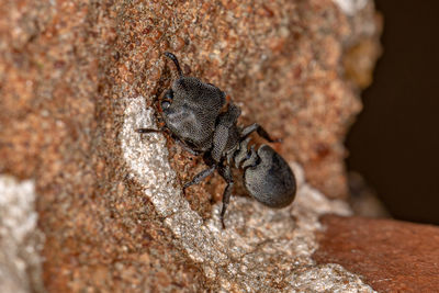 Close-up of insect on rock