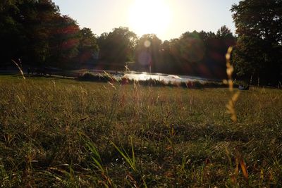 Scenic view of grassy field during sunny day