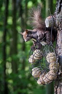 Close-up of a bird feeder