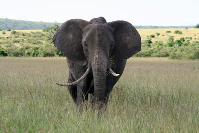 Big elephant in a national reserve, left handed