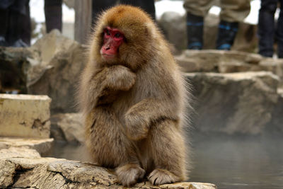 Monkey sitting on rock