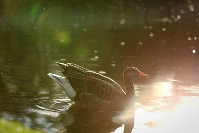 Side view of goose swimming on lake during sunset