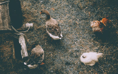 High angle view of birds on field