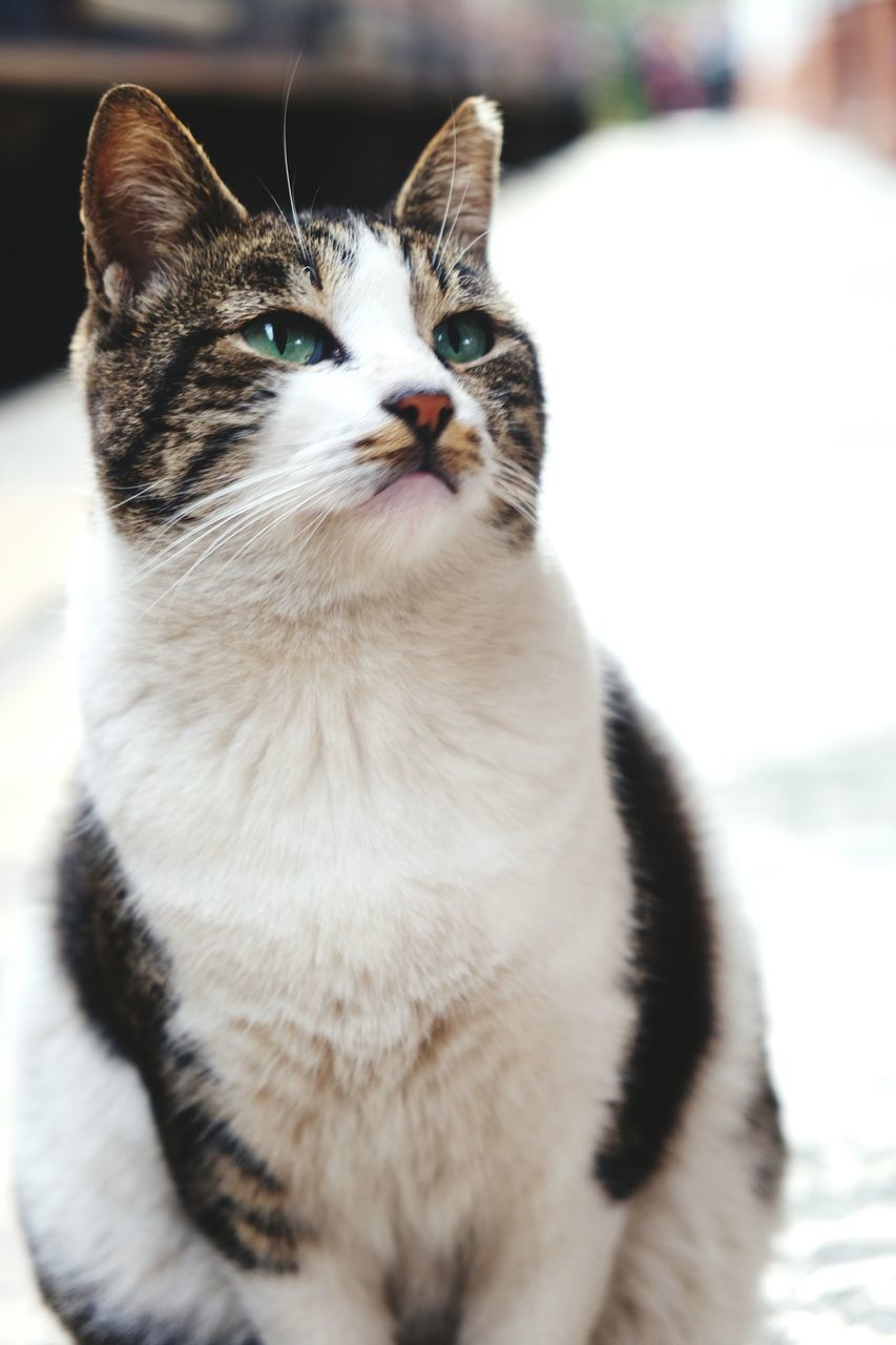 domestic cat, pets, one animal, animal themes, cat, domestic animals, mammal, feline, whisker, focus on foreground, close-up, selective focus, looking away, animal head, white color, relaxation, indoors, no people, day, portrait