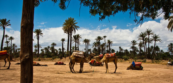 Panoramic view of palm trees on landscape against sky