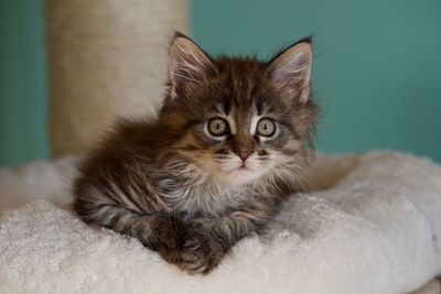 Portrait of cat relaxing at home