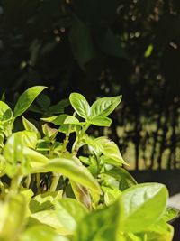 Close-up of fresh green plant