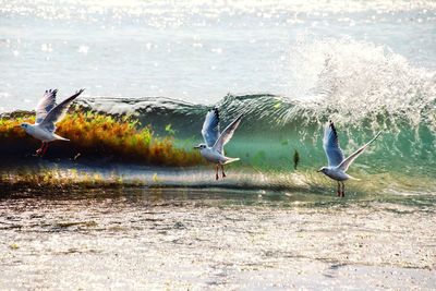 Birds flying over lake