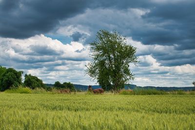 Scenic view of agricultural field against sky