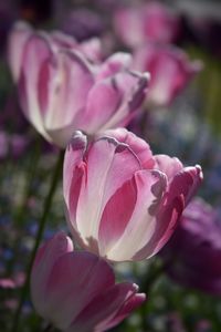 Close-up of pink flower blooming outdoors