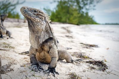 Iguana on sand