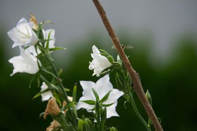 Close-up of white flowering plant