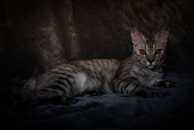 Portrait of a cat resting