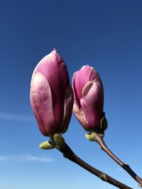 Low angle view of pink flowering plant against clear sky