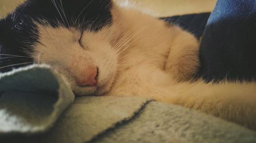 Close-up of cat sleeping