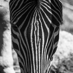 Close-up of zebra