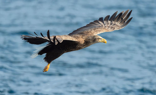 Seagull flying over a sea