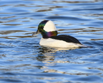 Close-up of duck swimming in lake