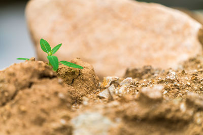 Tender leaves in the soil.