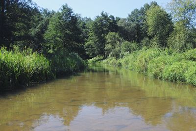 Scenic view of lake in forest