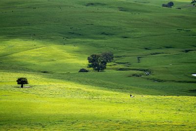 grassland