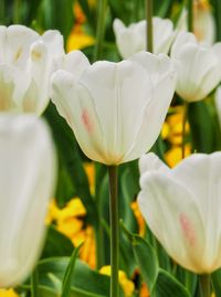 Close-up of white flower in park