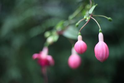 Close-up of pink flowering plant