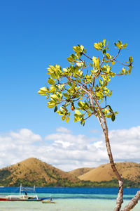 Scenic view of tree by mountain against blue sky