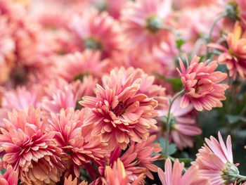 Close-up of pink flowers